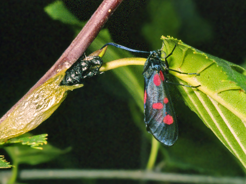 Bozzolo, crisalide e Zygaena da identificare